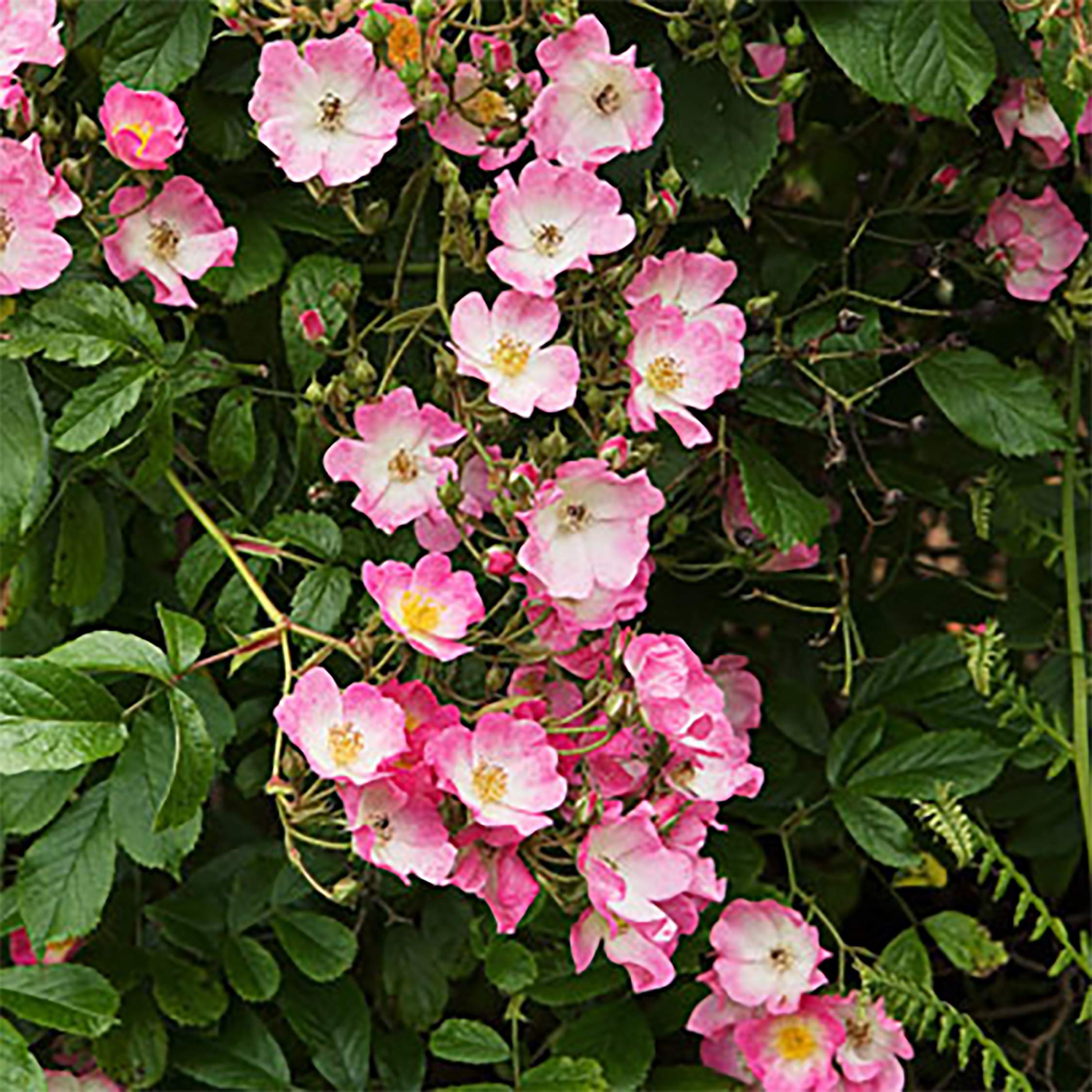 Amazon.co.jp: ITANSE 修景バラ 雅（みやび）庭園向き/管理が楽